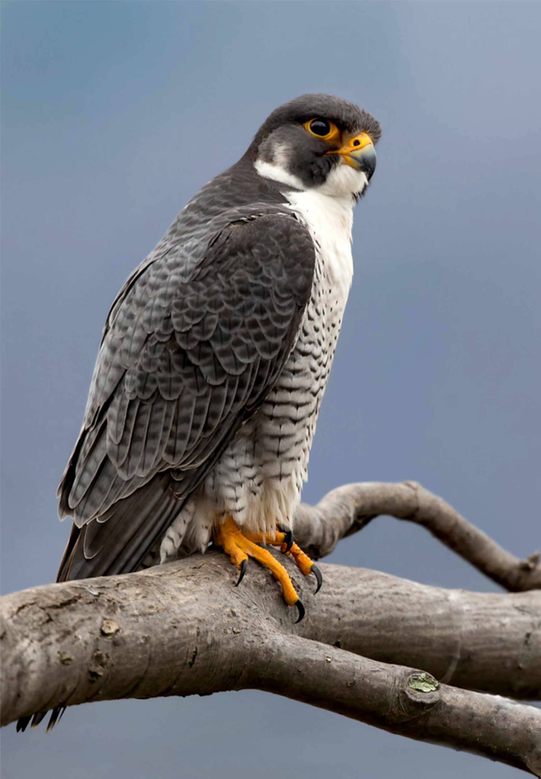 تابلوفرش چاپی طرح حیوانات کد 6212