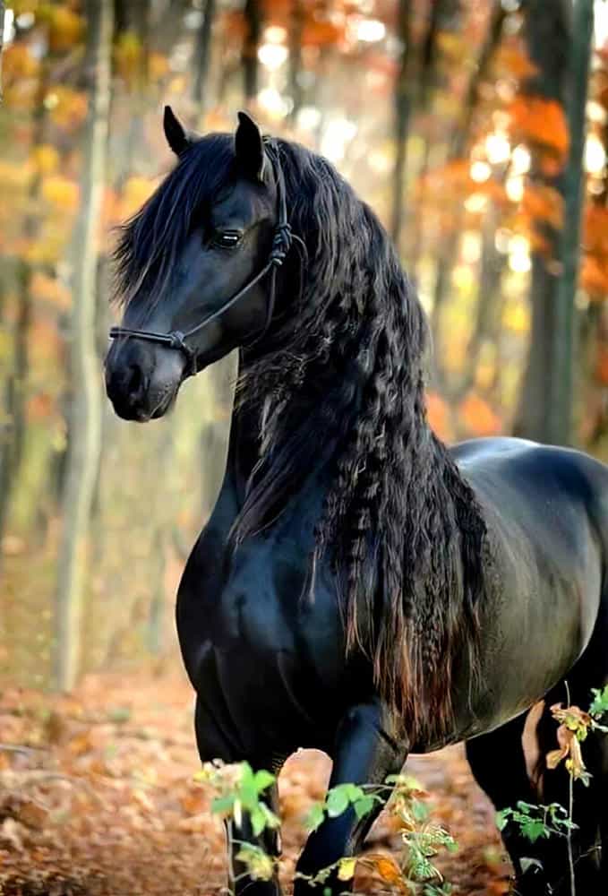 تابلوفرش چاپی طرح حیوانات کد 6201