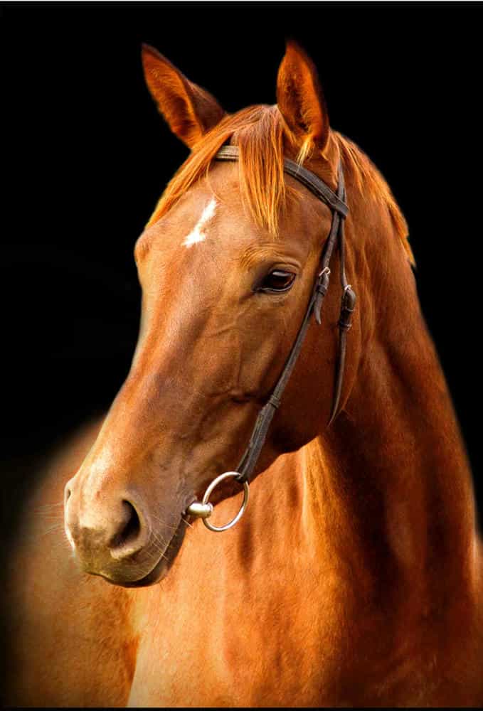 تابلوفرش چاپی طرح حیوانات کد 6203