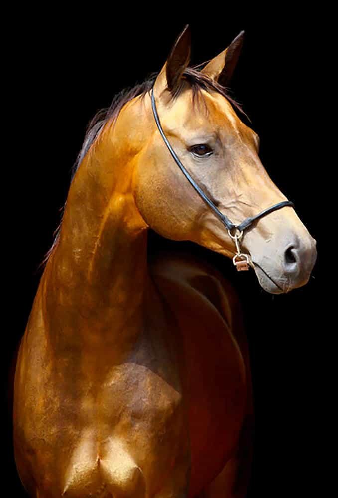 تابلوفرش چاپی طرح حیوانات کد 6208