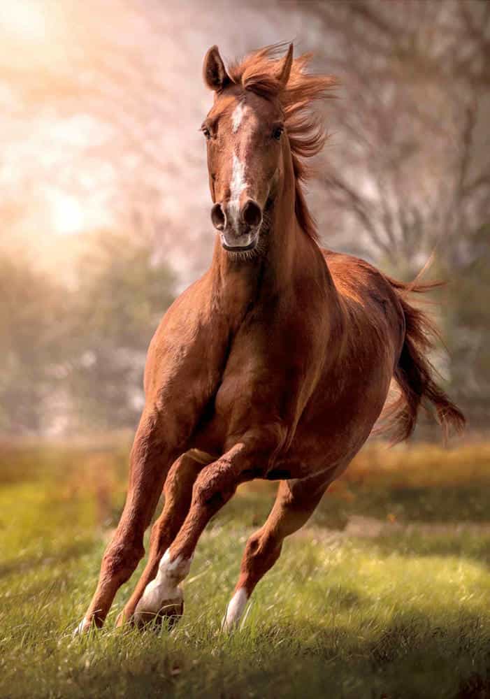 تابلوفرش چاپی طرح حیوانات کد 6216