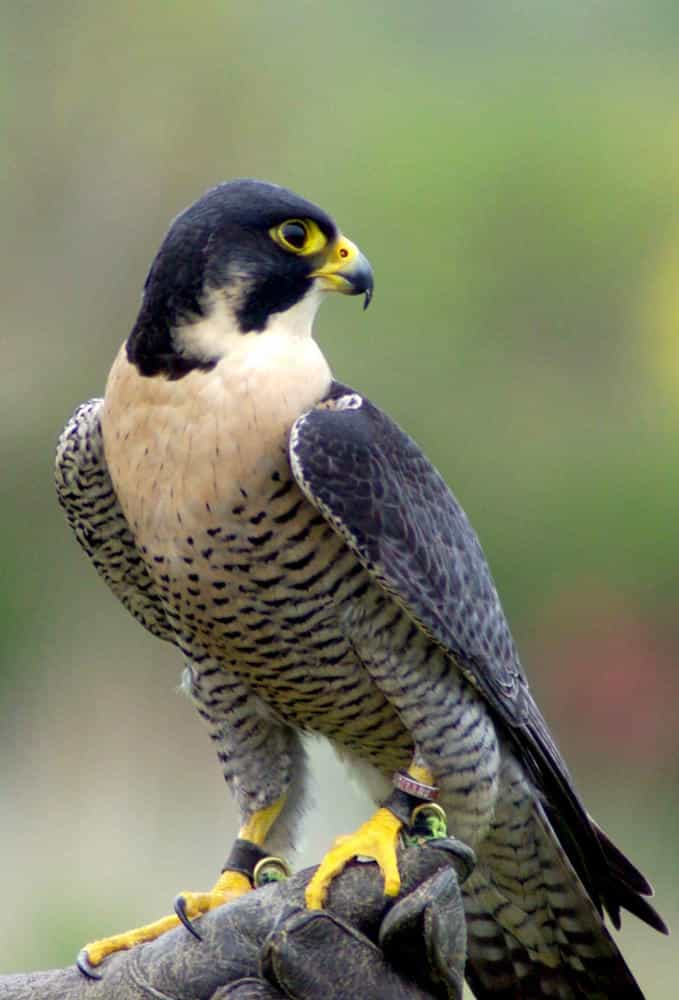 تابلوفرش چاپی طرح حیوانات کد 6217