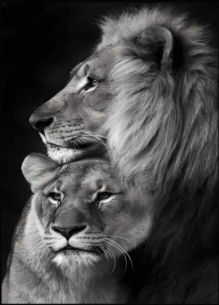 تابلوفرش چاپی طرح حیوانات کد 6219